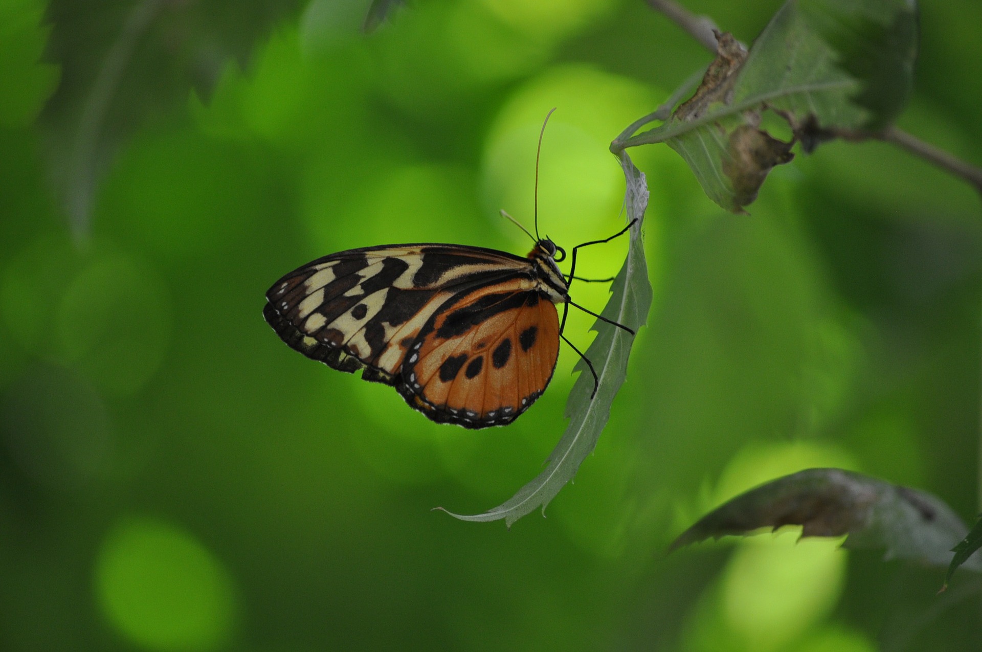 transformación mariposa